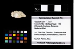 Foto (Objekt + Etikett) von Goniodromites bidentatus (Reuss, 1858)  (NHMW-GEO-1990-0041-2607)